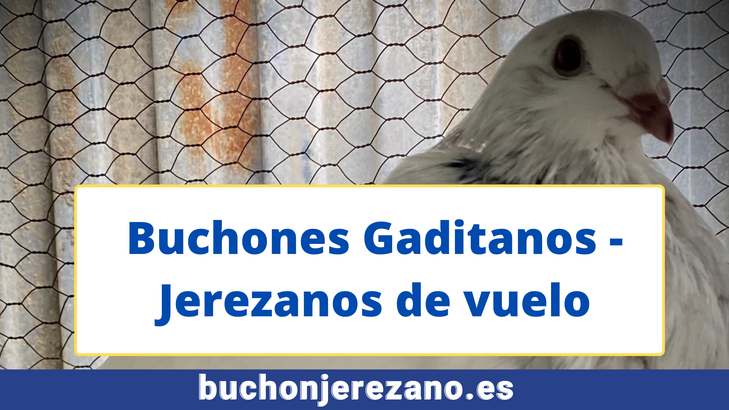 buchon gaditano