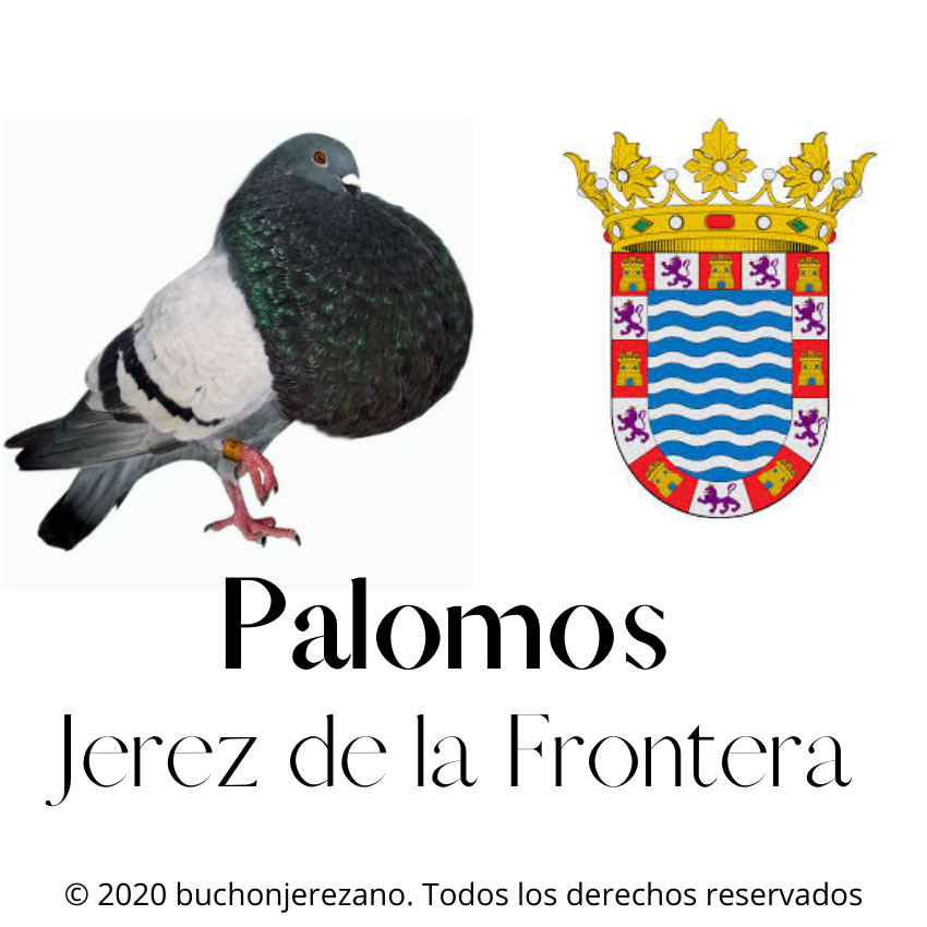 Palomos en Jerez