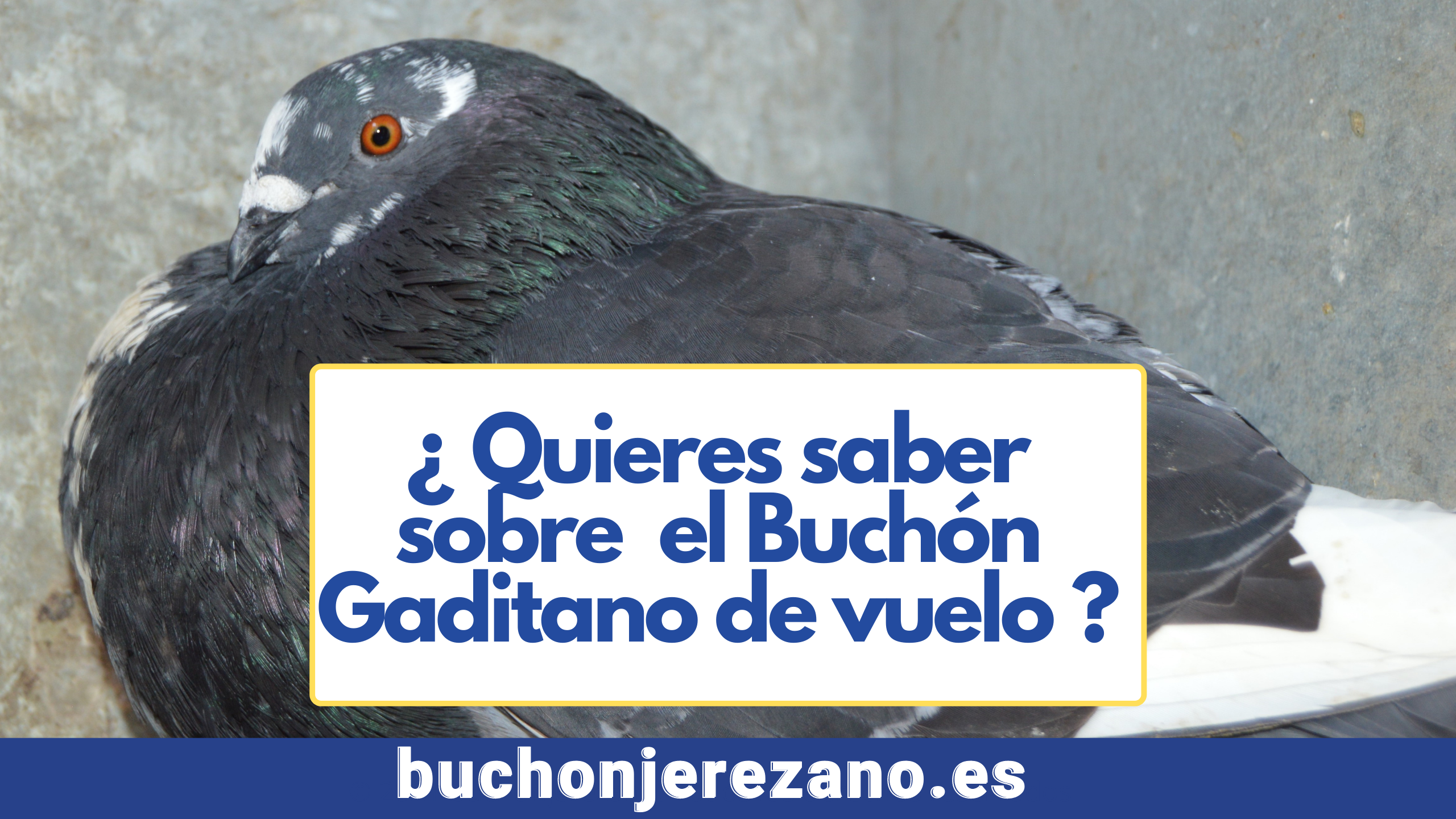 buchon gaditano de vuelo
